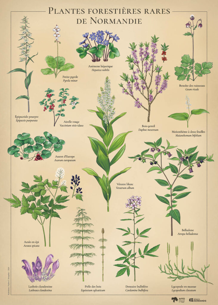 Un poster représentant 15 plantes sur un fond couleur "vieux papier".