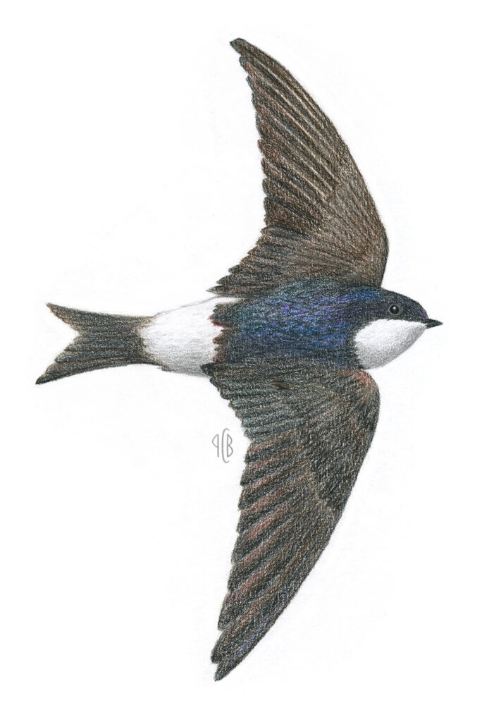 Hirondelle