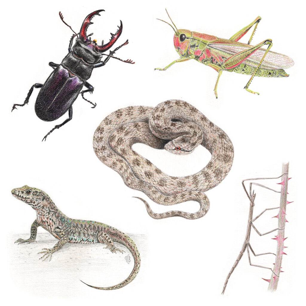 Illustrations naturalistes