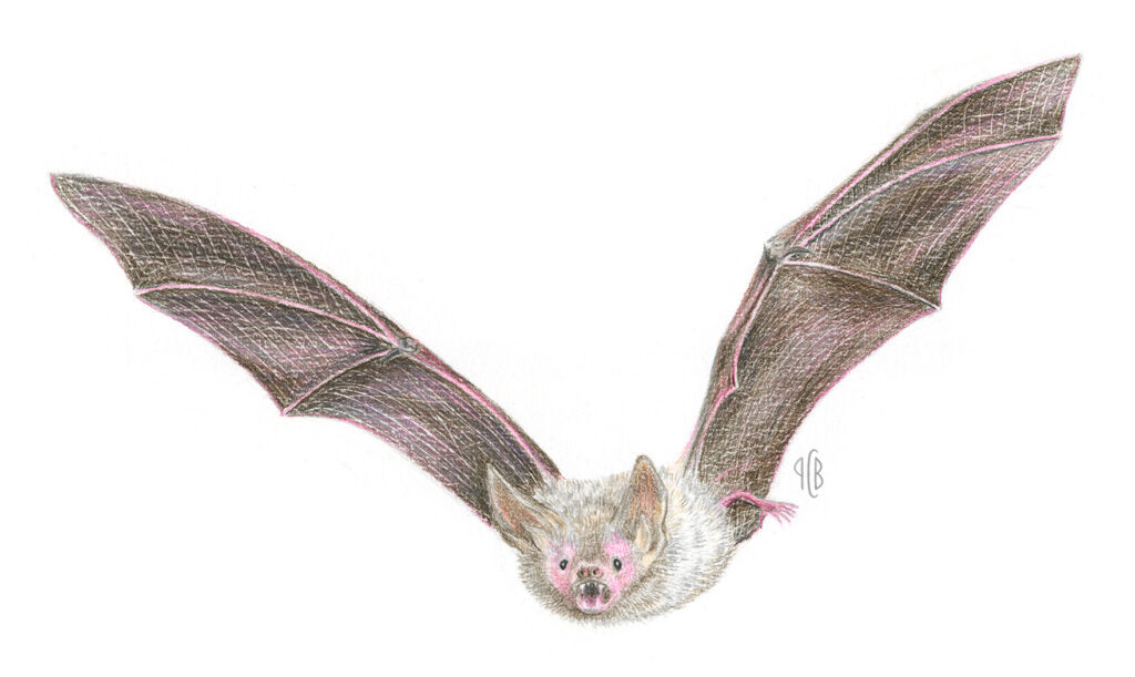 Murin de Bechstein