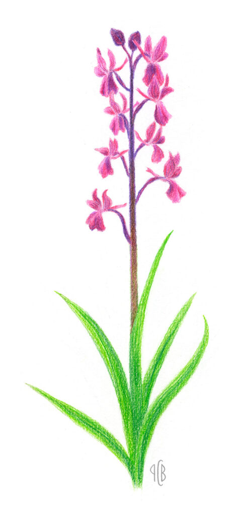 Orchis laxiflora