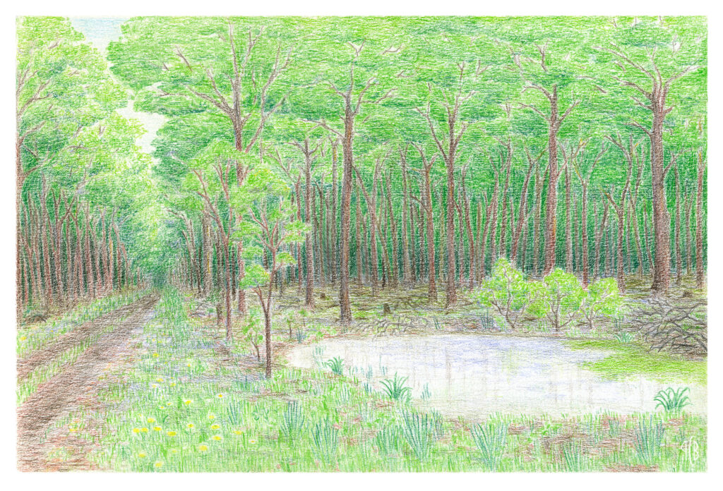 Forêt