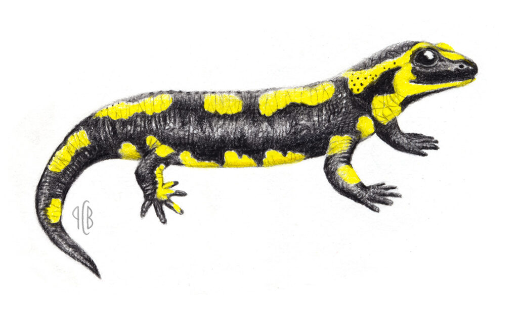 Salamandre